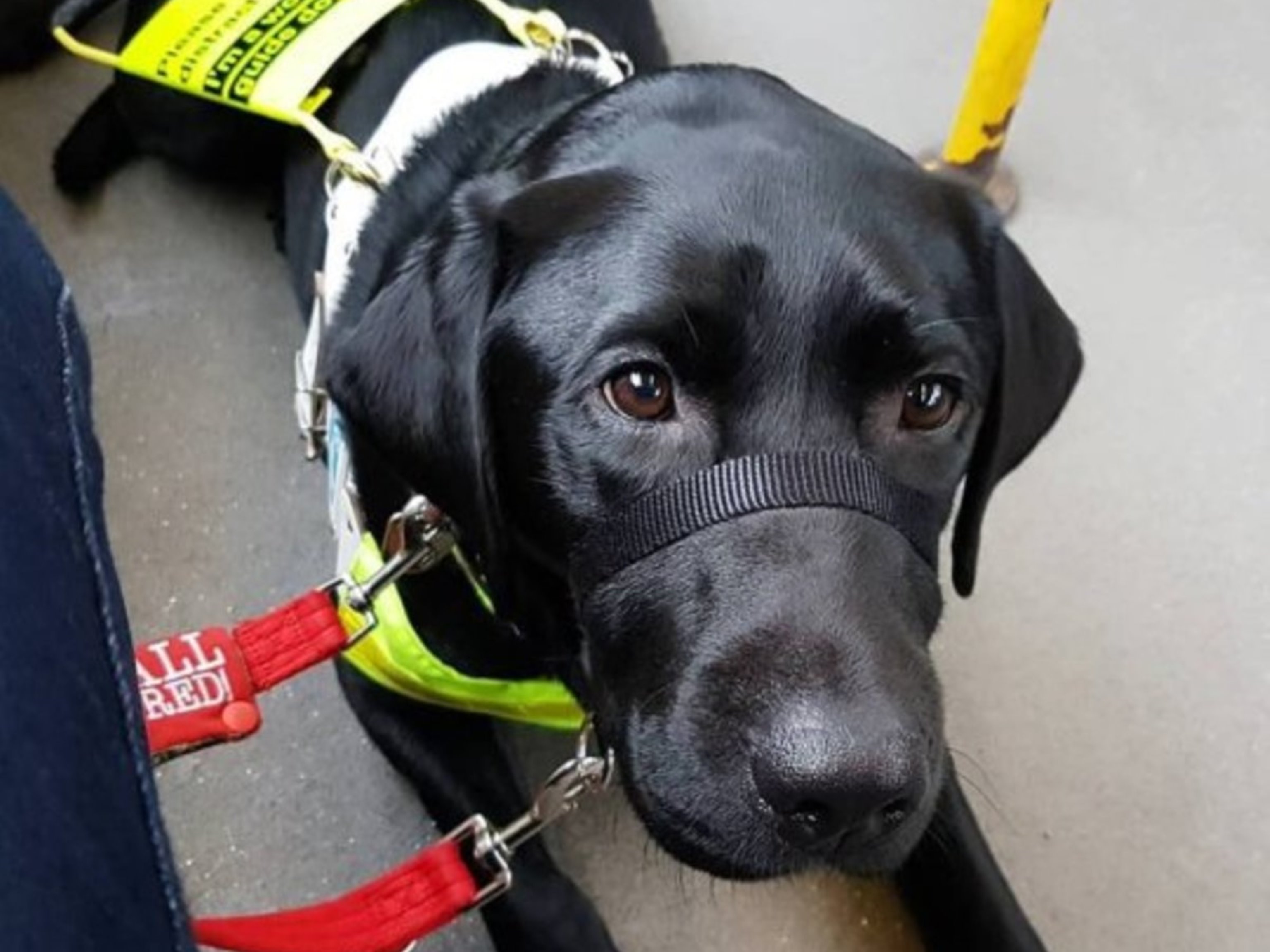 Service animals on the bus