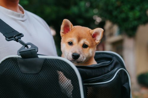 Travelling with a pet